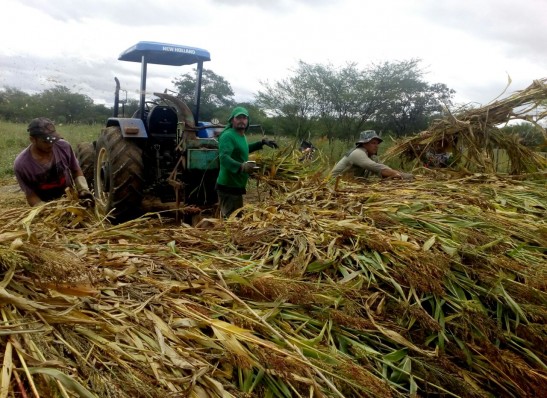 Prefeitura de Prata auxilia produtores rurais na produção de silagem