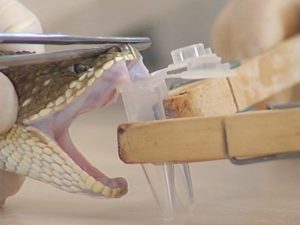 OMS alerta para escassez global de antídotos contra venenos de cobras