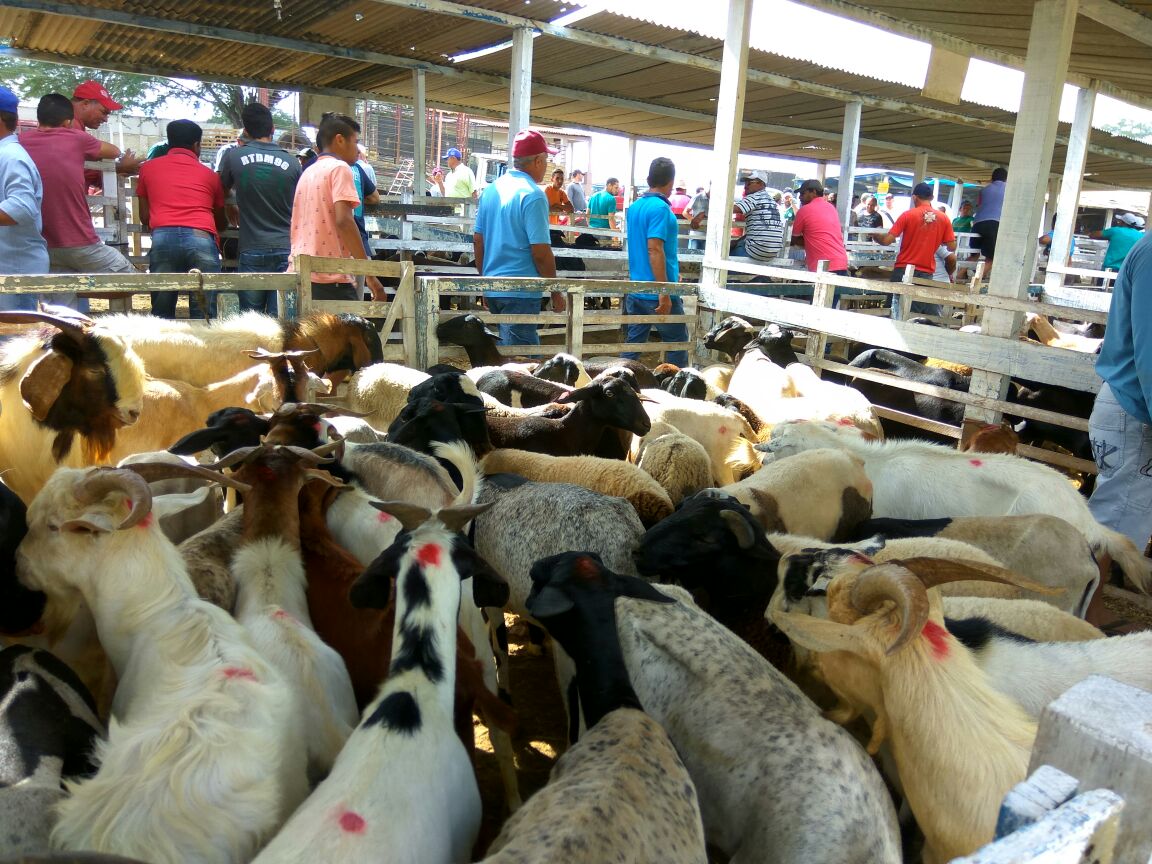 Feira de Animais bate recorde e comercializa mais de mil animais em Monteiro