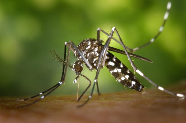 PB tem 75% das cidades com risco ou alerta de surto de Aedes aegypti, diz LIRAa