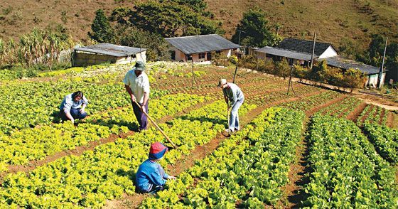 Agricultores recebem R$ 611 mil por produção de alimentos