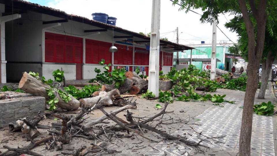 Corte de árvores revolta moradores de Serra Branca