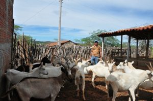 Criação de caprinos e ovinos garante renda para famílias do Cariri paraibano