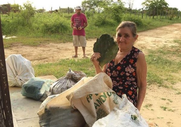 Prefeitura de S. J. dos Cordeiros distribui 10 mil raquetes de palma resistente à Cochonilha do Carmim