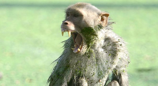 Macaco rouba e mata bebê de 12 dias