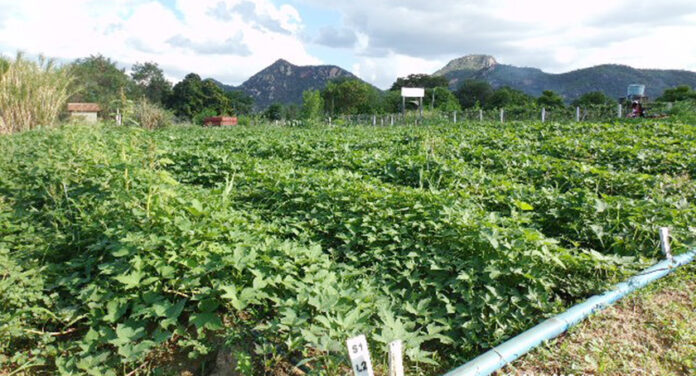 Paraibanos estudam técnicas que potencializam cultivo de batata-doce