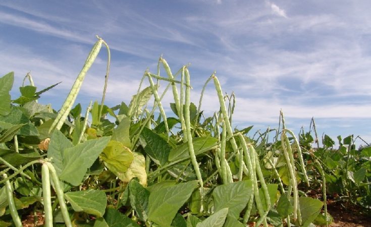 Prefeitura de Sumé está com chamada pública para compra de produtos da agricultura familiar