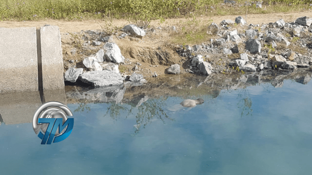 Corpo é encontrado boiando no canal da transposição próximo a Monteiro