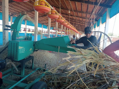 Com apoio da Prefeitura, produtores rurais do município de Ouro Velho investem na produção de silagem