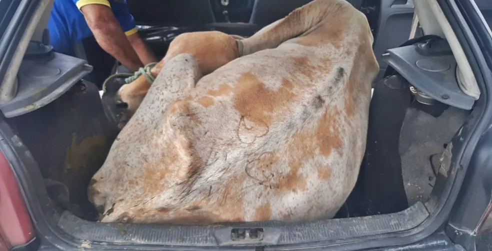 Bois transportados em carros de passeio são resgatados pela PRF na Paraíba