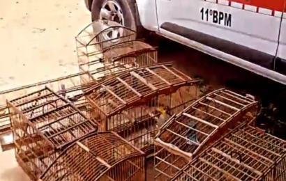 Mulher é presa com aves silvestres em gaiolas em Monteiro