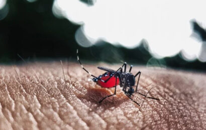 Casos de chikungunya disparam 42% em meio à epidemia de dengue