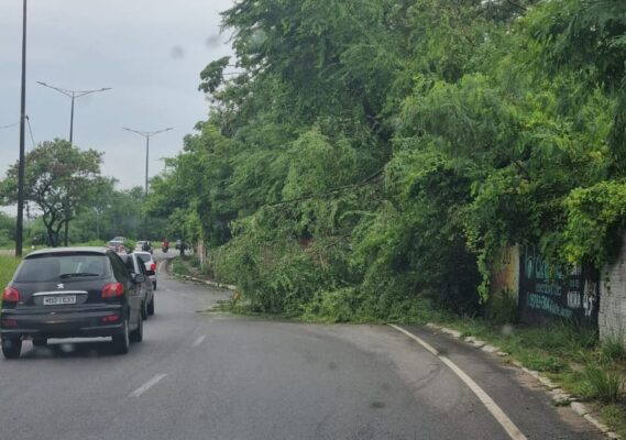 Chuva forte e ventania assustam moradores de João Pessoa; cidade registra queda de árvores, telhados e falta de energia
