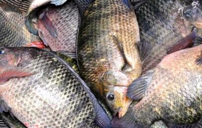 Prefeitura de Serra Branca fará a distribuição de mais de 3 mil quilos de peixes para a Semana Santa