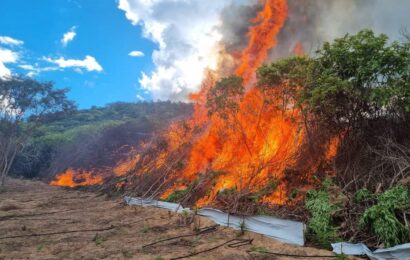 Erradicação histórica de roça de maconha em Monteiro no interior da Paraíba