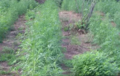 Plantio de maconha é descoberto na zona rural de Monteiro