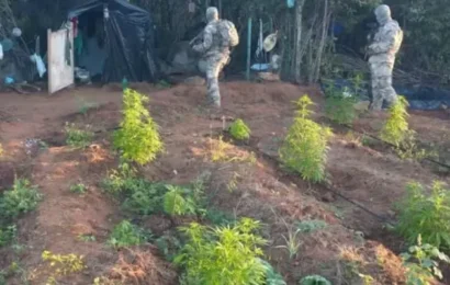 Plantio com 180 mil pés de maconha é localizado pela polícia na região do Cariri