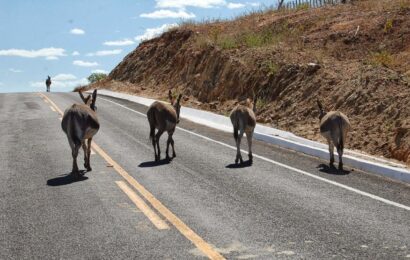 Animal na pista provoca dois acidentes em São Sebastião do Umbuzeiro