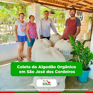 São José dos Cordeiros: algodão orgânico está em fase de coleta e prefeito Felício comemora iniciativa
