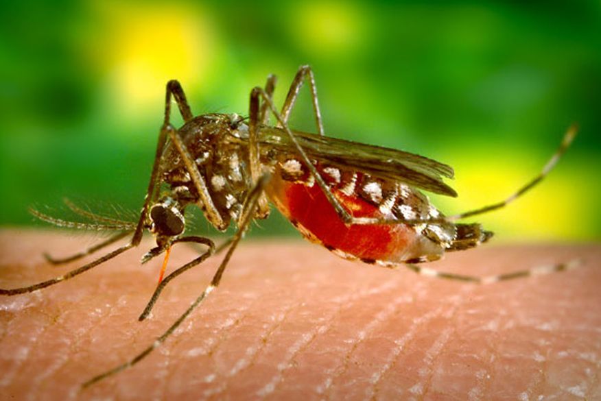 Casos de dengue caem 48% na Paraíba, mas ministro alerta para não ‘baixar a guarda’