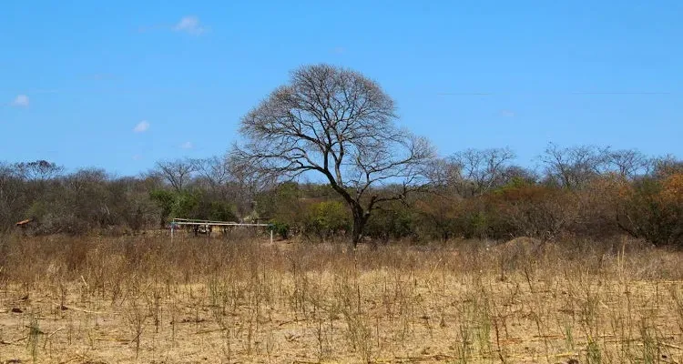 Estiagem: com nova portaria, Serra Branca e mais 123 cidades da Paraíba estão em situação de emergência