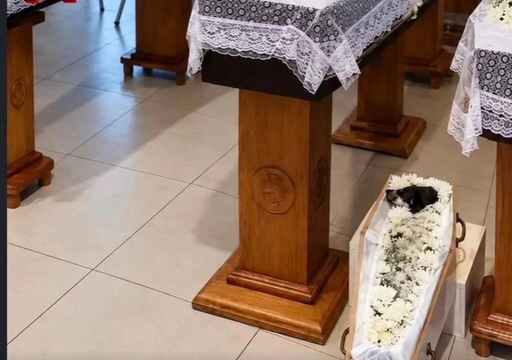 Família morre em acidente e cachorrinha é velada ao lado dos donos